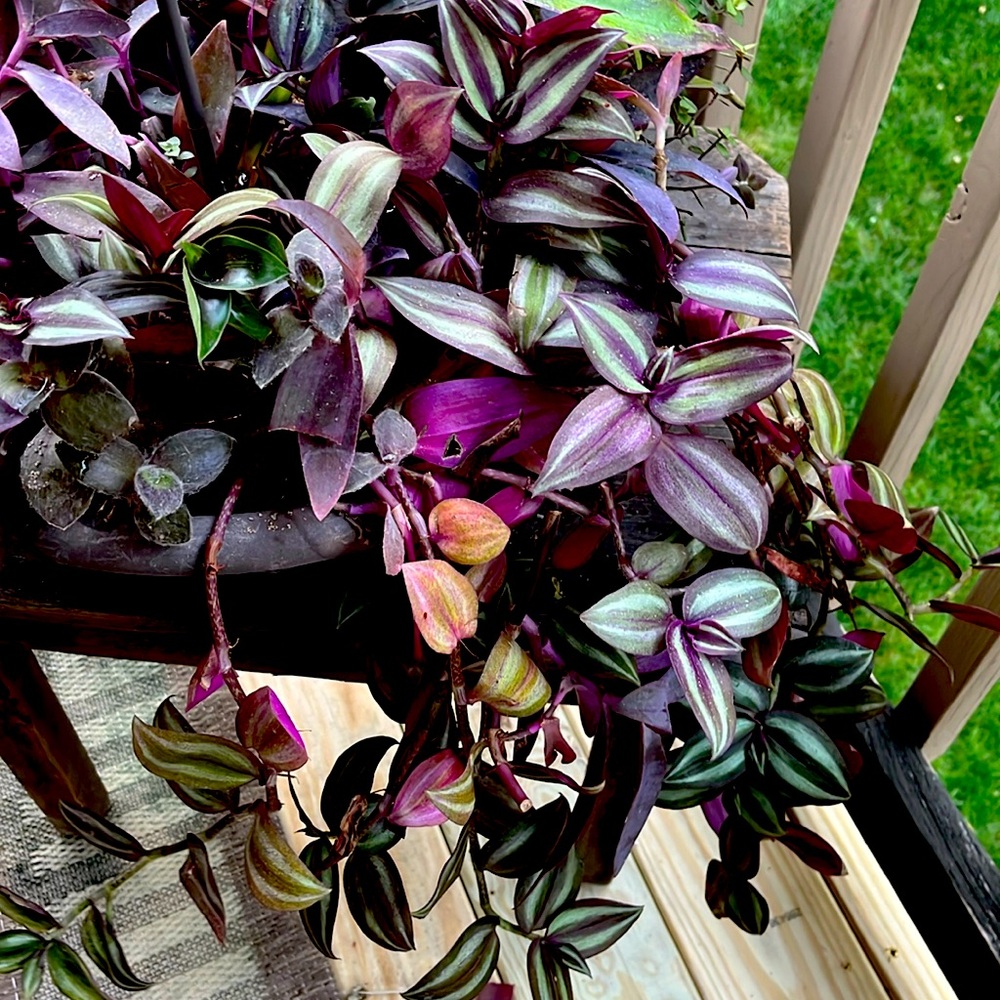 Rooted wandering Jew cuttings